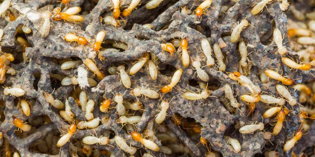 Termite Control Near Me